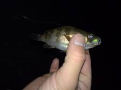 常夜灯の浅瀬で豆メバルと戲れました〜大蔵海…