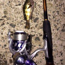 常夜灯の浅瀬で豆メバルと戲れました〜大蔵海岸メバリング