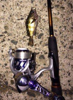 常夜灯の浅瀬で豆メバルと戲れました〜大蔵海岸メバリング