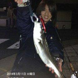 ルアーでシーバス70cm 香住東港にて