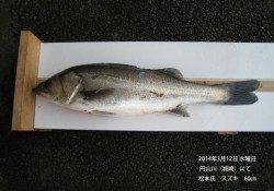 円山川にてスズキ60㎝