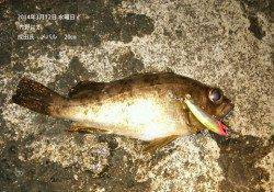 プラッギングでメバル♪ 竹野でのメバリング釣果