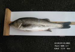 円山川にてスズキ60㎝