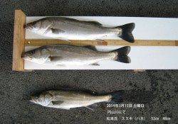 円山川でハネ2本の釣果