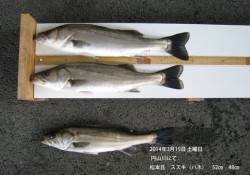 円山川でハネ2本の釣果