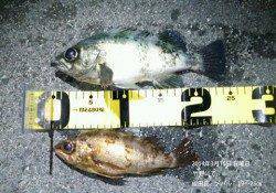 16日　竹野にてメバル　19～25㎝