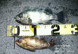 16日　竹野にてメバル　19～25㎝