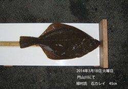 円山川河口にて石カレイ45㎝！！