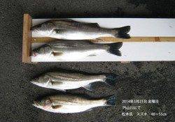 円山川にてスズキ48～55㎝