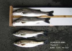 円山川にてスズキ48～55㎝