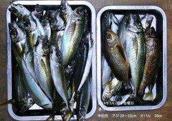 香住で良型アジの釣果〜陽が沈んだ直後は30cmクラス♪