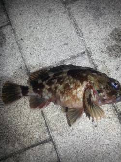 久しぶりの釣行はガシラ狙い〜大阪南港ロック…