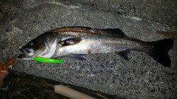 シーバス70cm前後3本！ フローティングミノーがはまりました