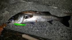 シーバス70cm前後3本！ フローティング…