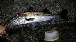 シーバス70cm前後3本！ フローティングミノーがはまりました