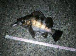 シーバスを狙いに洲本川へ・・・メバルが掛かりました！