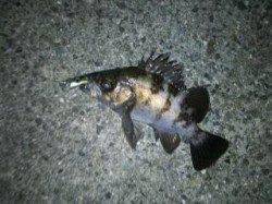 シーバスを狙いに洲本川へ・・・メバルが掛かりました！