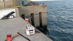 夢洲でのっこみチヌ　40cmオーバーが3枚