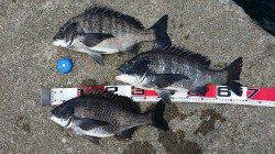 夢洲でのっこみチヌ　40cmオーバーが3枚