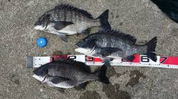 夢洲でのっこみチヌ　40cmオーバーが3枚…