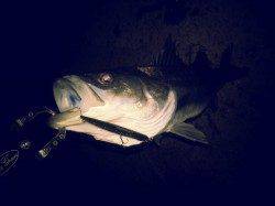 貝塚周辺にシーバス釣行、一尾ゲットで次の大潮に期待