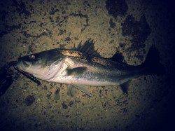 貝塚周辺にシーバス釣行、一尾ゲットで次の大潮に期待