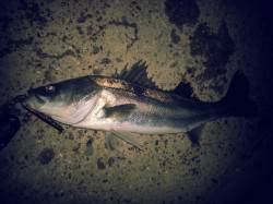 貝塚周辺にシーバス釣行、一尾ゲットで次の大…