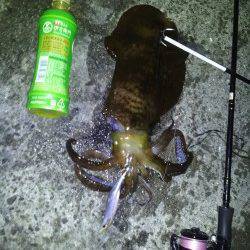 田辺エリアでエギング、満潮前にガツンときました