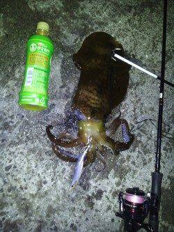 田辺エリアでエギング、満潮前にガツンときました