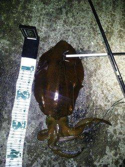 田辺エリアでエギング、満潮前にガツンときました