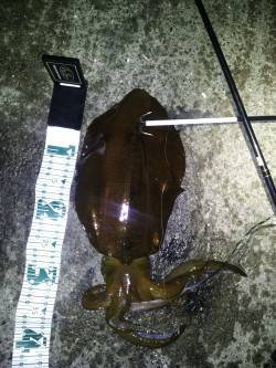 田辺エリアでエギング、満潮前にガツンときま…