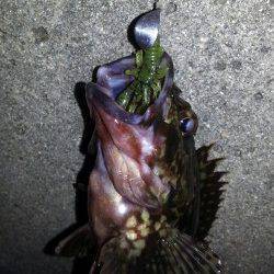 暖かくなりチニングへ・・・良型ラインブレイク