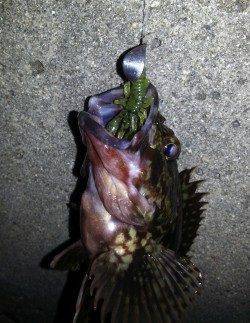 暖かくなりチニングへ・・・良型ラインブレイク