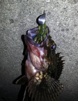 暖かくなりチニングへ・・・良型ラインブレイ…