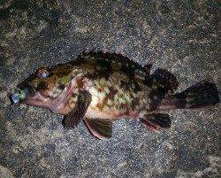 淀川河口でチニング釣行も・・・