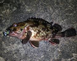 淀川河口でチニング釣行も・・・