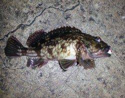 淀川河口でチニング釣行も・・・