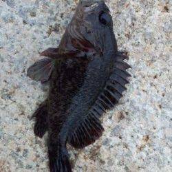 貝塚人工島ブラクリ+ワームで穴釣り〜タケノコメバルの釣果