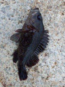貝塚人工島ブラクリ+ワームで穴釣り〜タケノコメバルの釣果