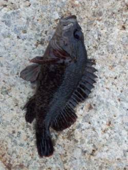 貝塚人工島ブラクリ+ワームで穴釣り〜タケノ…