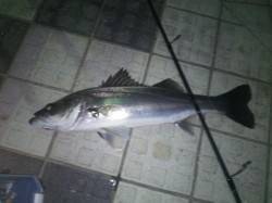 洲本川橋脚周りでシーバス〜雨の後は行くべき…