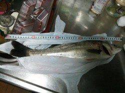 洲本川橋脚周りでシーバス〜雨の後は行くべきですね