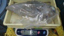 白浜町椿地磯にてヤエン釣り、1.45kgまでを6パイ