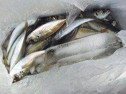 北港魚つり公園でカゴ釣り&足元サビキ　アジに特大イワシも！