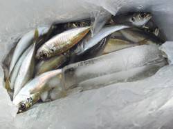 北港魚つり公園でカゴ釣り&足元サビ…