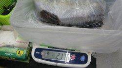 すさみ堤防にてヤエン釣り　すさみ堤防で