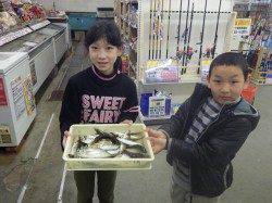 みなべ堺・長波止めで春休みのサビキ釣り