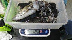 すさみの地磯　エギングでアオリイカ〜1230g4ハイ