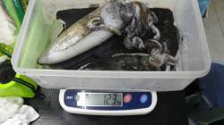 すさみの地磯　エギングでアオリイカ〜123…