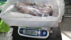 白浜町伊古木にて爆風の中ヤエンでアオリイカ